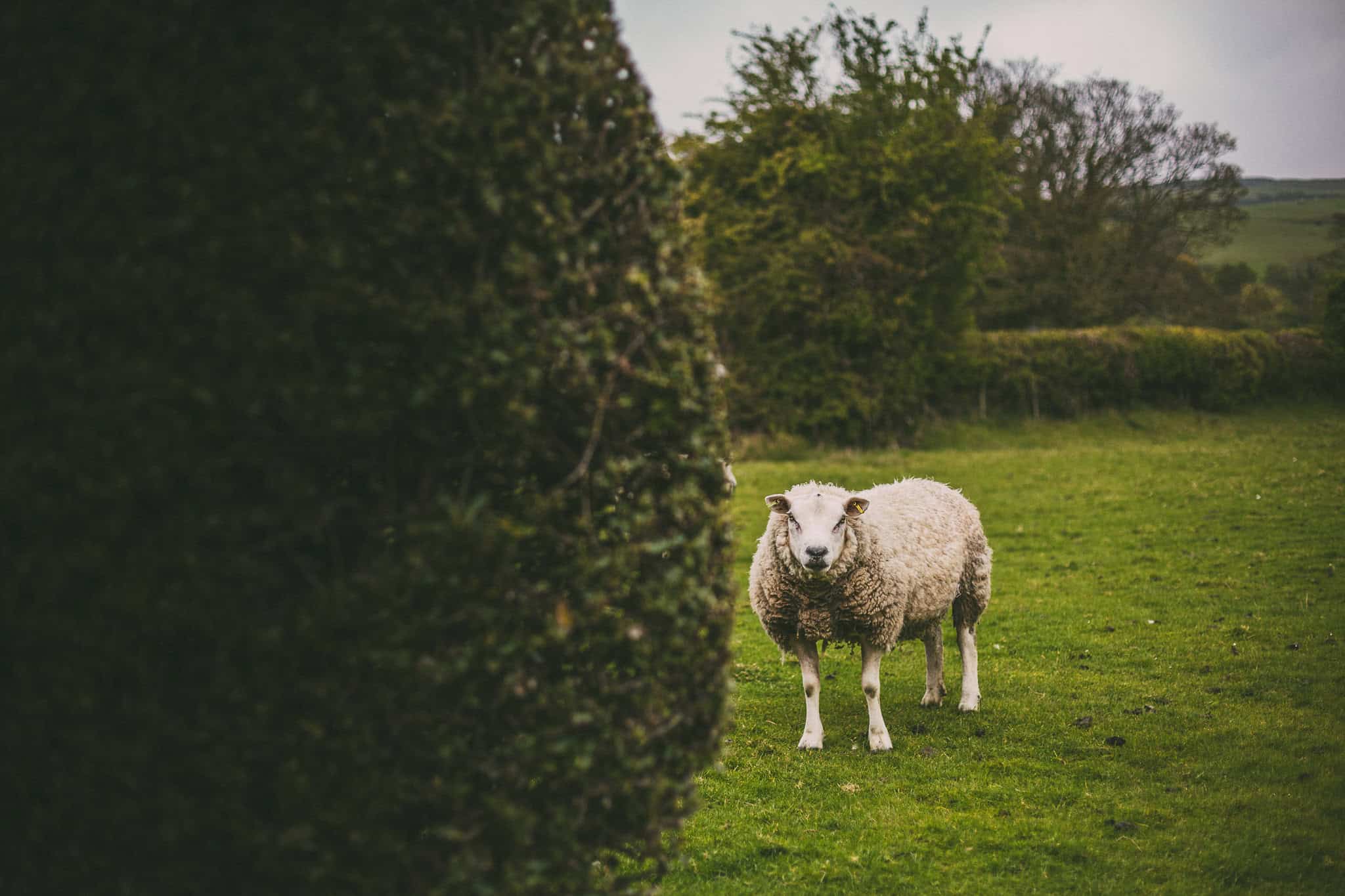 plas-isaf-corwen-north wales wedding-photography-photographer-91009