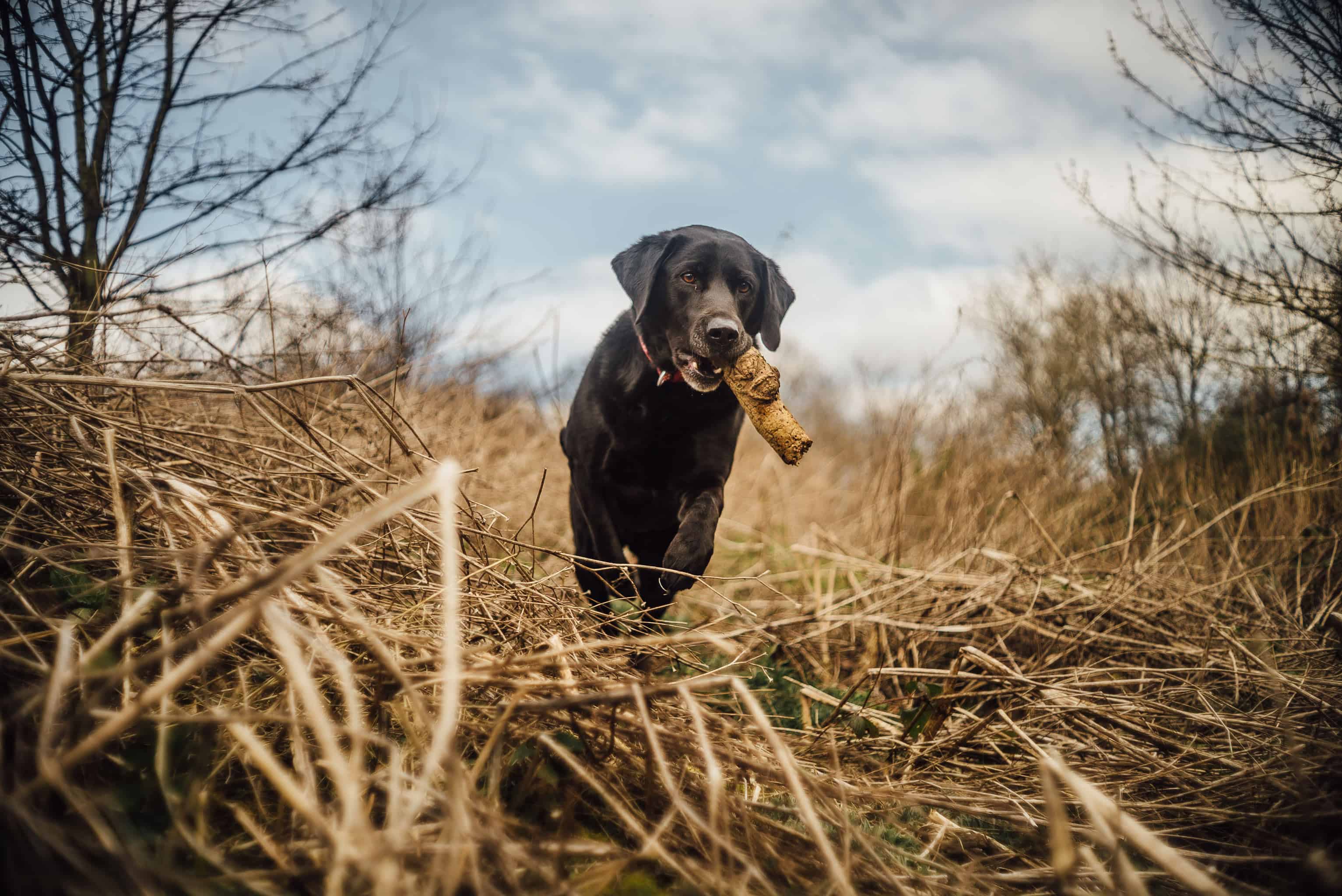 canon-35mm-f1-5-ltm-dog-www-paulmarbrook-com-91001-2