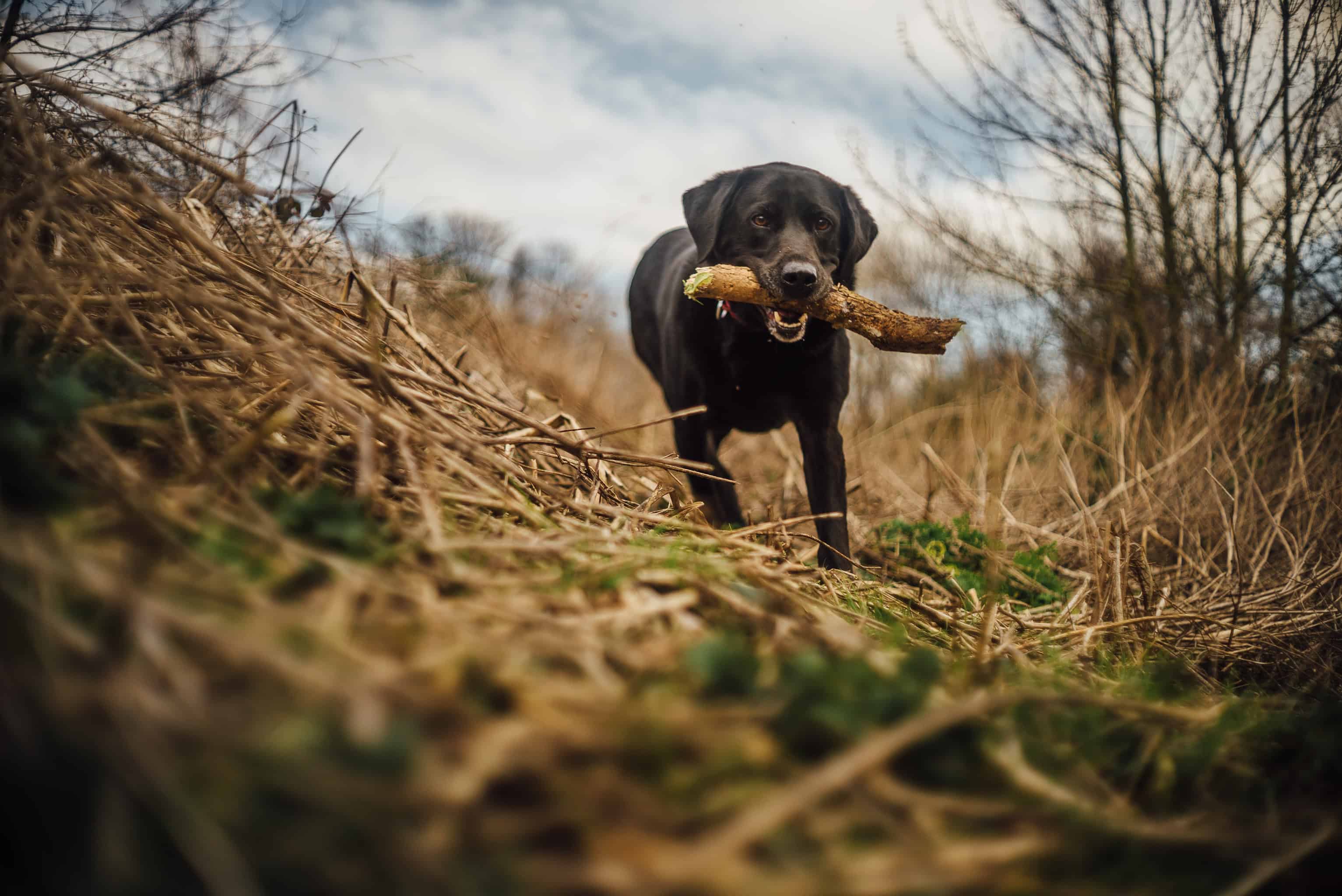 canon-35mm-f1-5-ltm-dog-www-paulmarbrook-com-91001-3