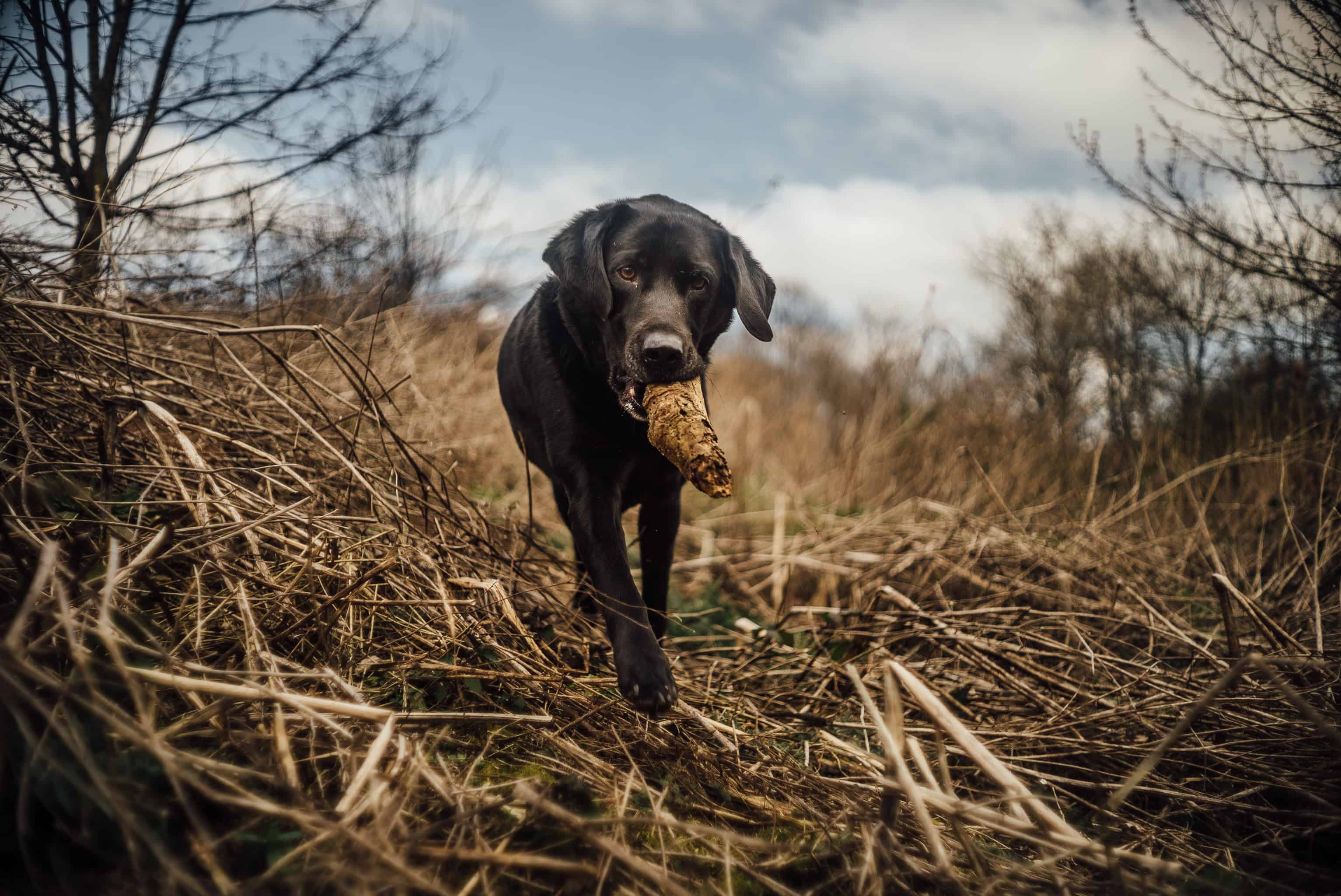 canon-35mm-f1-5-ltm-dog-www-paulmarbrook-com-91001