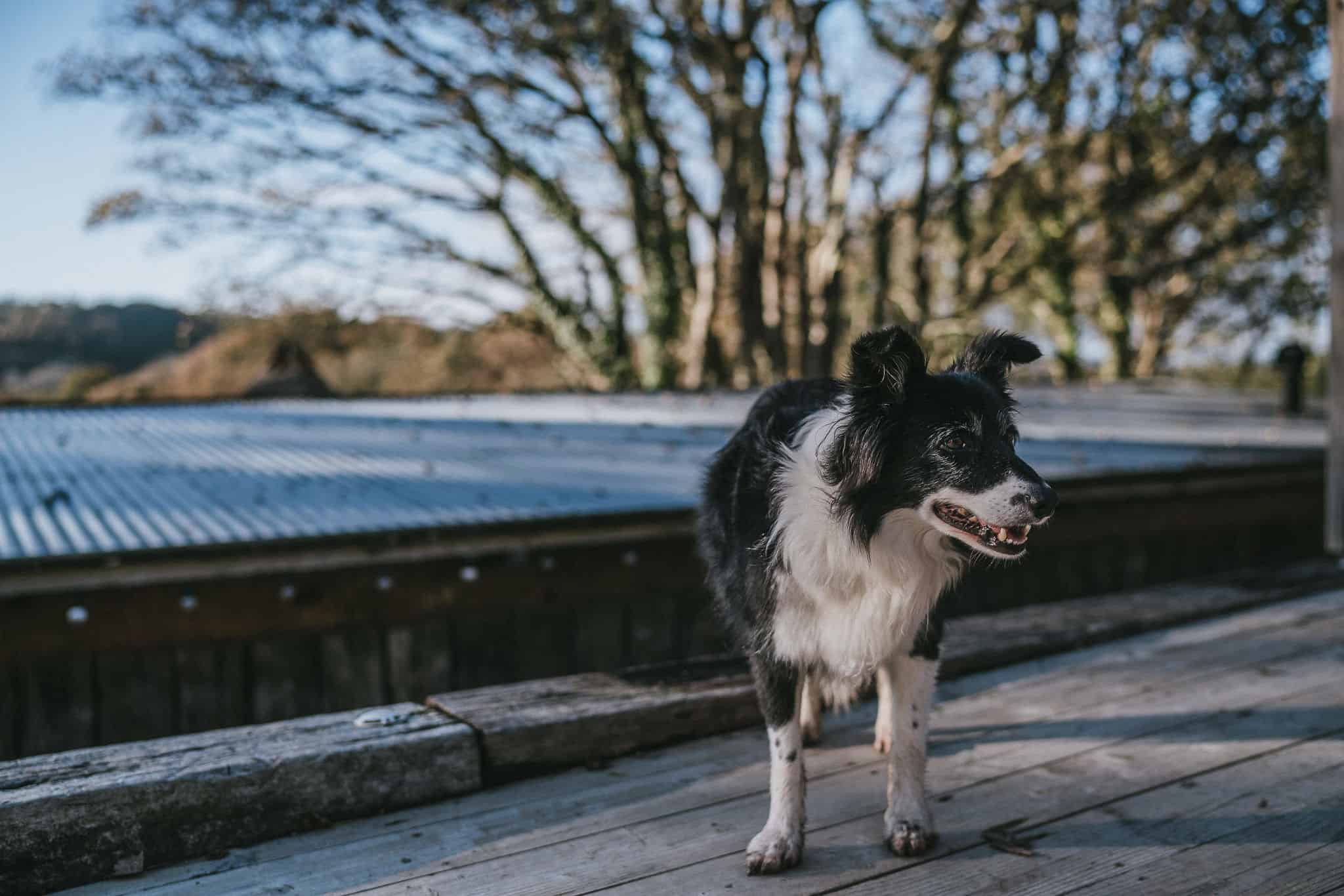 Fforest Farm Wedding Photographer North Wales